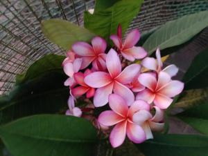 Sarva Tranquil home stay