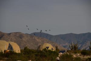 Glamping Astrapia - Cafayate