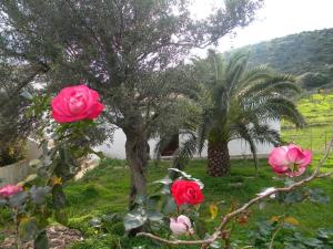 Agriturismo Sa Conca Ruia img24