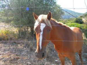Agriturismo Sa Conca Ruia img25