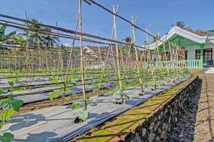 Hotel O Desa Wisata Pandean