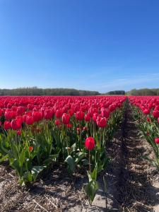 Vakantiehuis Het Uilennest