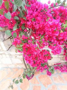 Guesthouse Arra