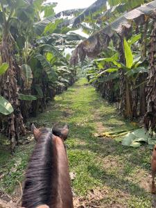 Kua Entre Ríos - Finca privada en el Rio La Miel