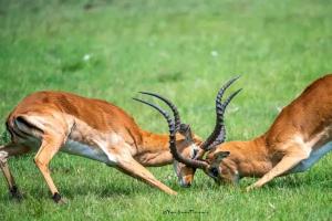 Golden Horn Safari Camp