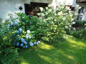 Domek i apartamenty Lunaria