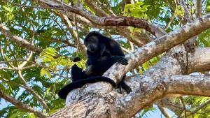 Private Pool Retreat 3min walk to Isla Palo Seco Beach, Sleeps 10, Casa Ylang Ayala
