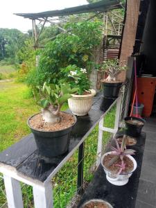 Homestay Alina