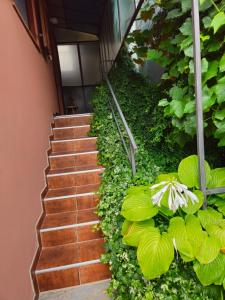 Apartman Svila