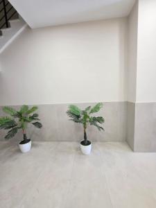 Molla Apartments Golem