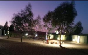 Desert Camel Trek