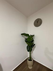 Nice downtown apartment Veracruz