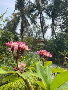Sok Phen Homestay