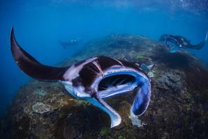 KRISS Bali Diving