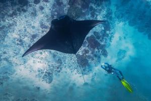 KRISS Bali Diving