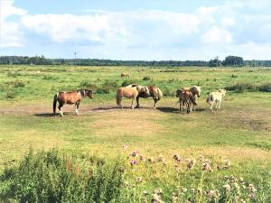 Pommernhof am Stettiner Haff