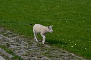 Ferienwohnung Kleine Krabbe, FeWo Vermittlung Nordsee