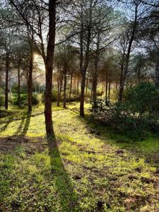 Le Forestier