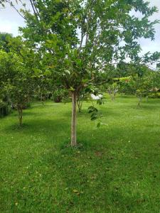 Escápate, finca con piscina pequeña, hamacas, jardines, mucho verde