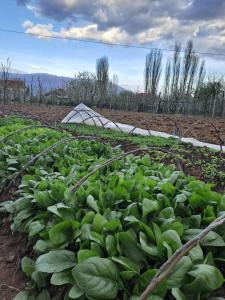 Holidayhome with 100% bio food