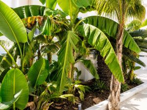 Monolocale elegante con design moderno e atmosfera tropical chic