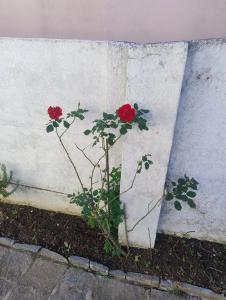 casa charme e praticidade