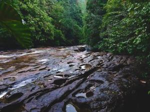 Makandawa tropical rainforest Kithulgala hiking camping bird watching