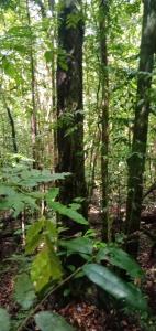 Makandawa tropical rainforest Kithulgala hiking camping bird watching