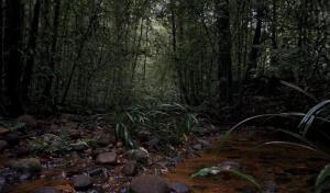 Makandawa tropical rainforest Kithulgala hiking camping bird watching