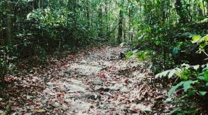 Makandawa tropical rainforest Kithulgala hiking camping bird watching