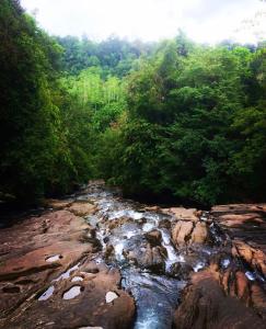 Makandawa tropical rainforest Kithulgala hiking camping bird watching
