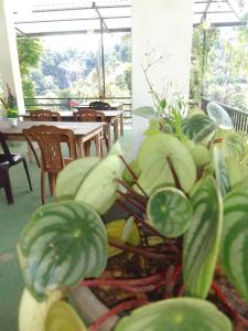 Natures glow hostal