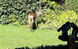 Bos Heide Natuur Rust Privacy omheinde tuin op de Veluwe 6 personen
