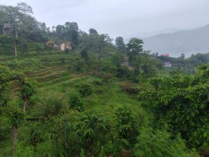 Hotel Jungle Paradise