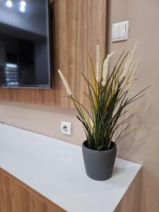 Luxury Park Apartment