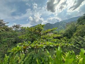 Colibrí de Payande