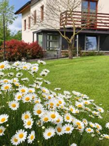 Daisy