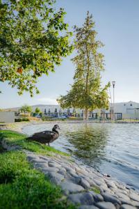 Casa al Sur de Guadalajara con Alberca, Lago, Gym, Parque y Vista al bosque en Salida a Morelia López Mateos