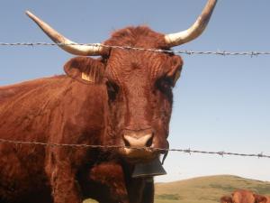 Maisons de vacances Cantal'Envie : photos des chambres