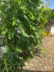 Homestay Tanjung Paloh