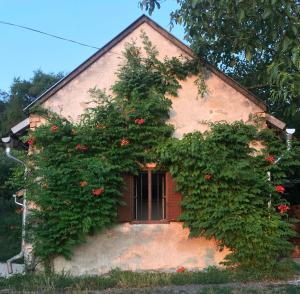 Köfal Pince