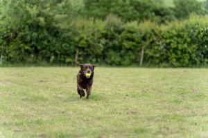 Tistockers Log Cabin dog friendly with 1 acre field 2 DOGS ONLY