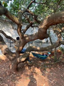 Junction Box Forest Hostel