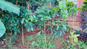 Therealsonofjohnhomestay