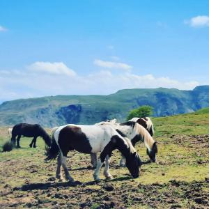 Studio in the heart of the Basque mountains