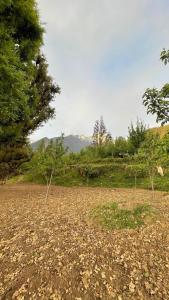 Mansa Homestay