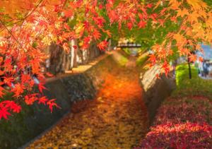 虎白-Kohaku-
