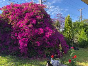 Tranquil Garden View Room Macquiare Marsfield Eastwood Guest House