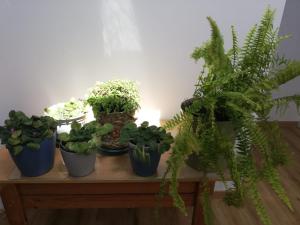 Atalaia Garden House