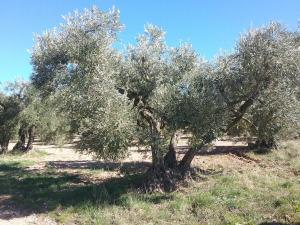 Au cœur des Alpilles